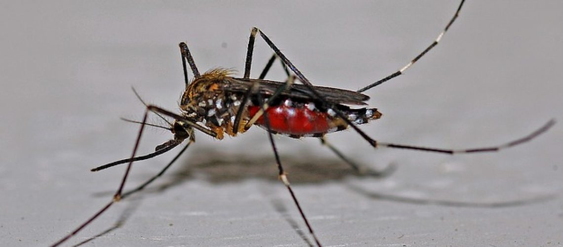 רשת נגד יתושים
